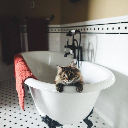 Cat in bathtub
